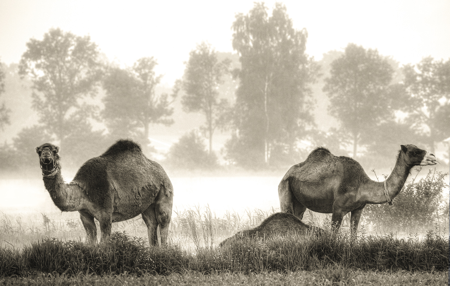 Berlicum-kamelen-chamels-landschap-kamelenboerderij2