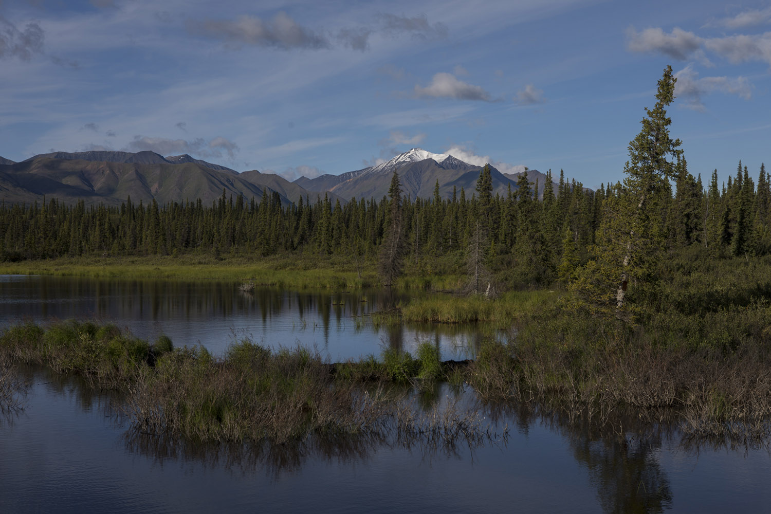 Alaska, denali, national park, state park, wilderness, nature, bart coolen, photography